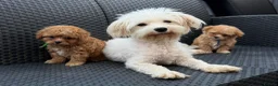 Maltipoo dogs for sale: Luxury Toy Maltipoo Boys - Advert 5
