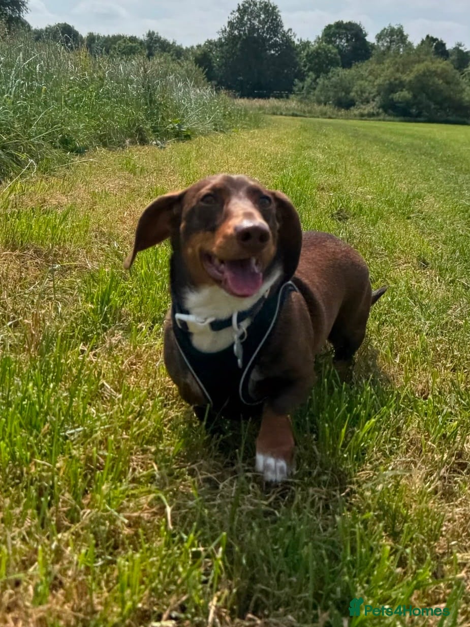 Dachshund dogs Male daschund  - Advert 1