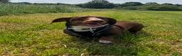 Dachshund dogs for sale: Male daschund  in Keighley - Advert 1