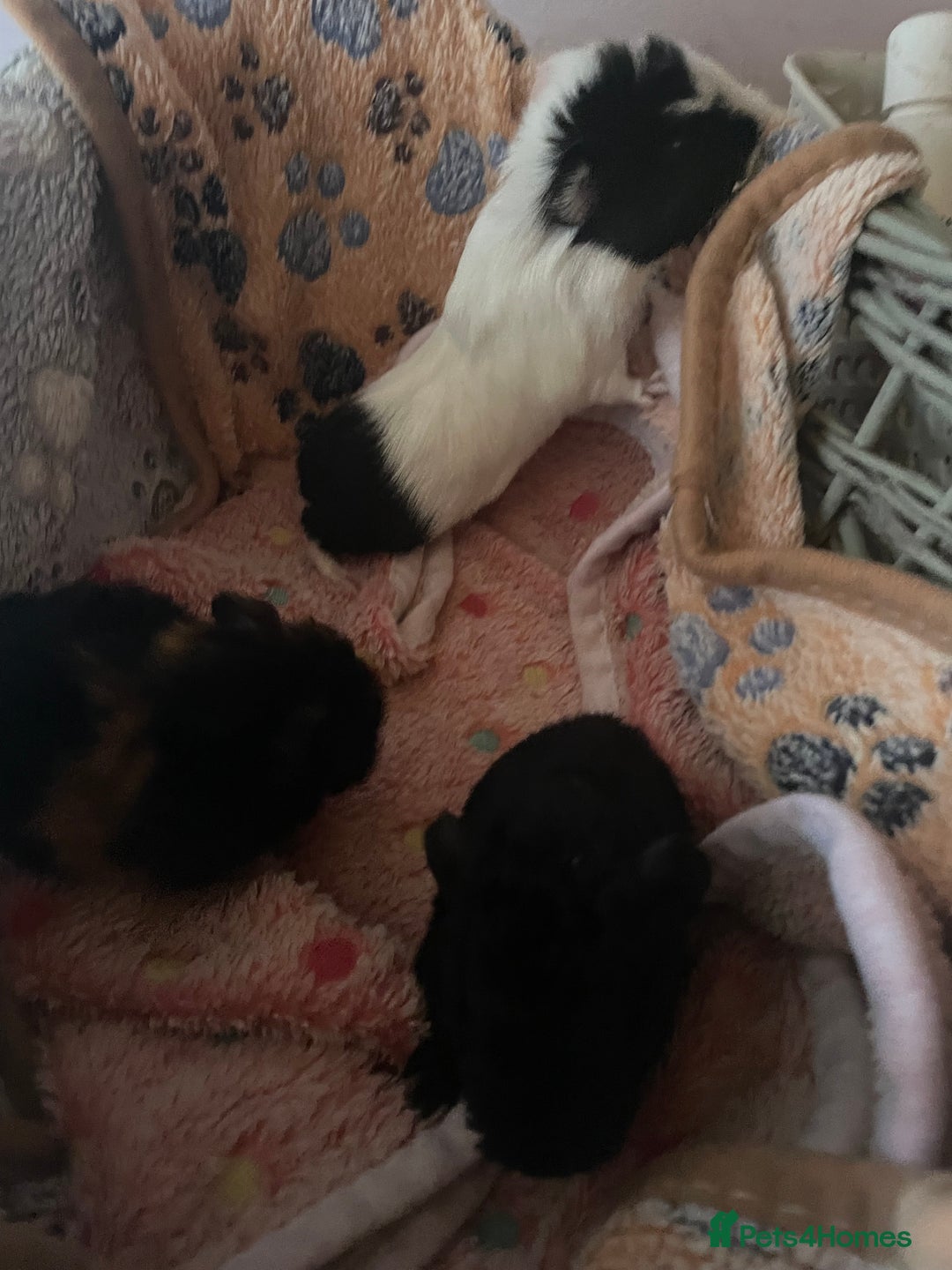 Guinea Pig rodents for sale: guinea pigs x3  - Advert 4