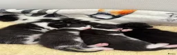 Mixed Breed cats for sale: 4 beautiful kittens ready for forever homes🤍 - Advert 2
