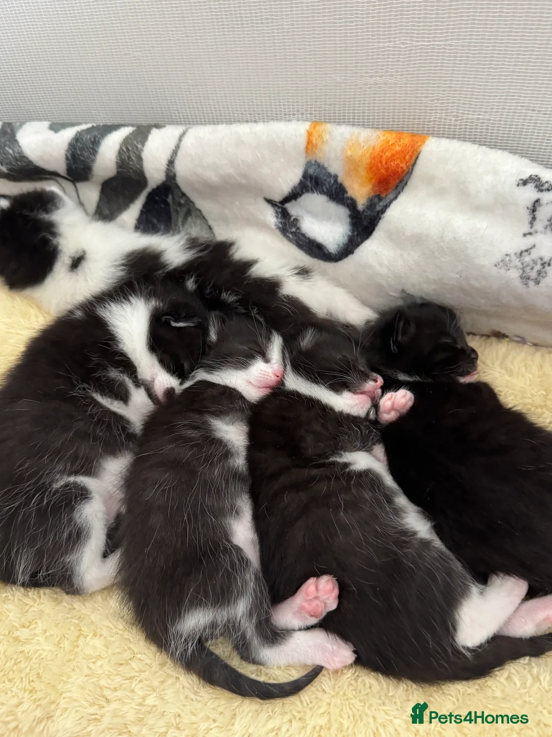 Mixed Breed cats for sale: 4 beautiful kittens ready for forever homes🤍 - Advert 2