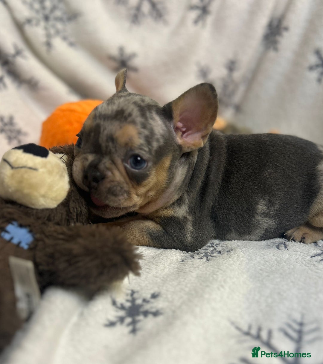 French Bulldog dogs for sale: Gorgeous French Bulldog Puppies - Advert 17