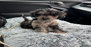 Cockapoo dogs - Advert 4