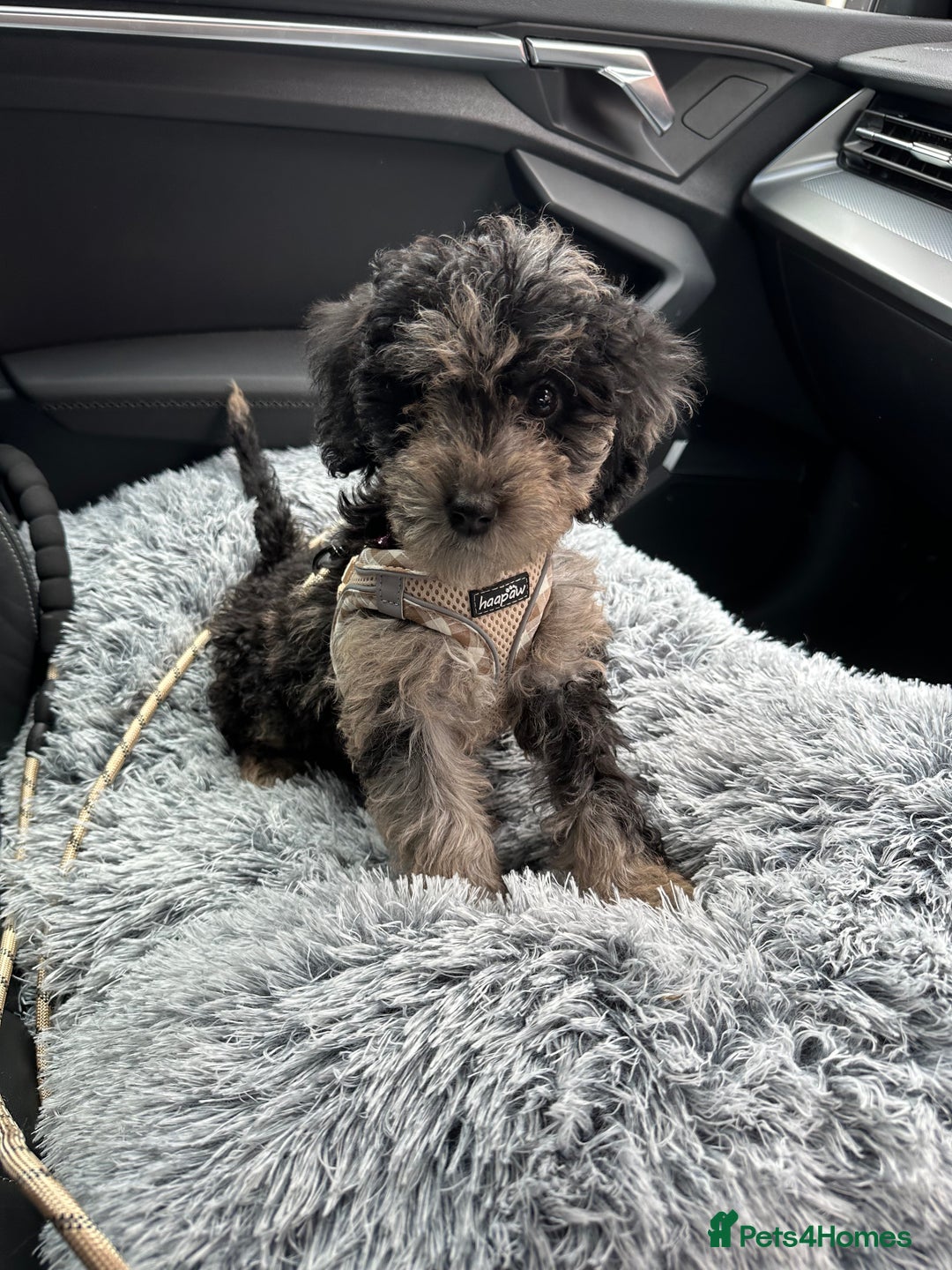 Cockapoo dogs for sale: Merle Cockapoo pup - Image 2