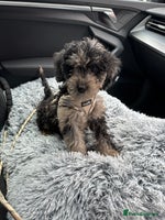 Cockapoo dogs - Advert 3