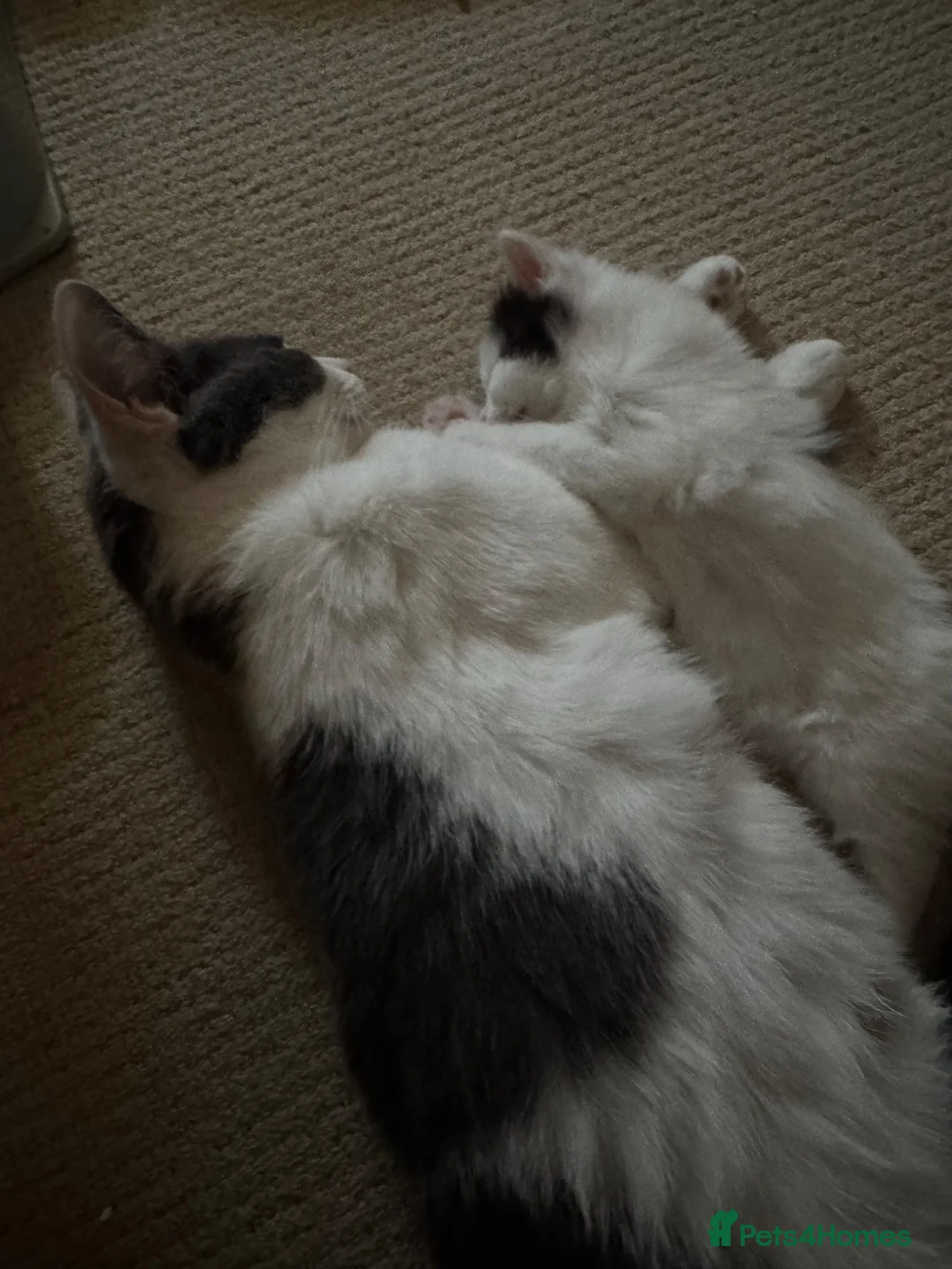 Mixed Breed cats for sale: 2 kittens left  - Advert 1