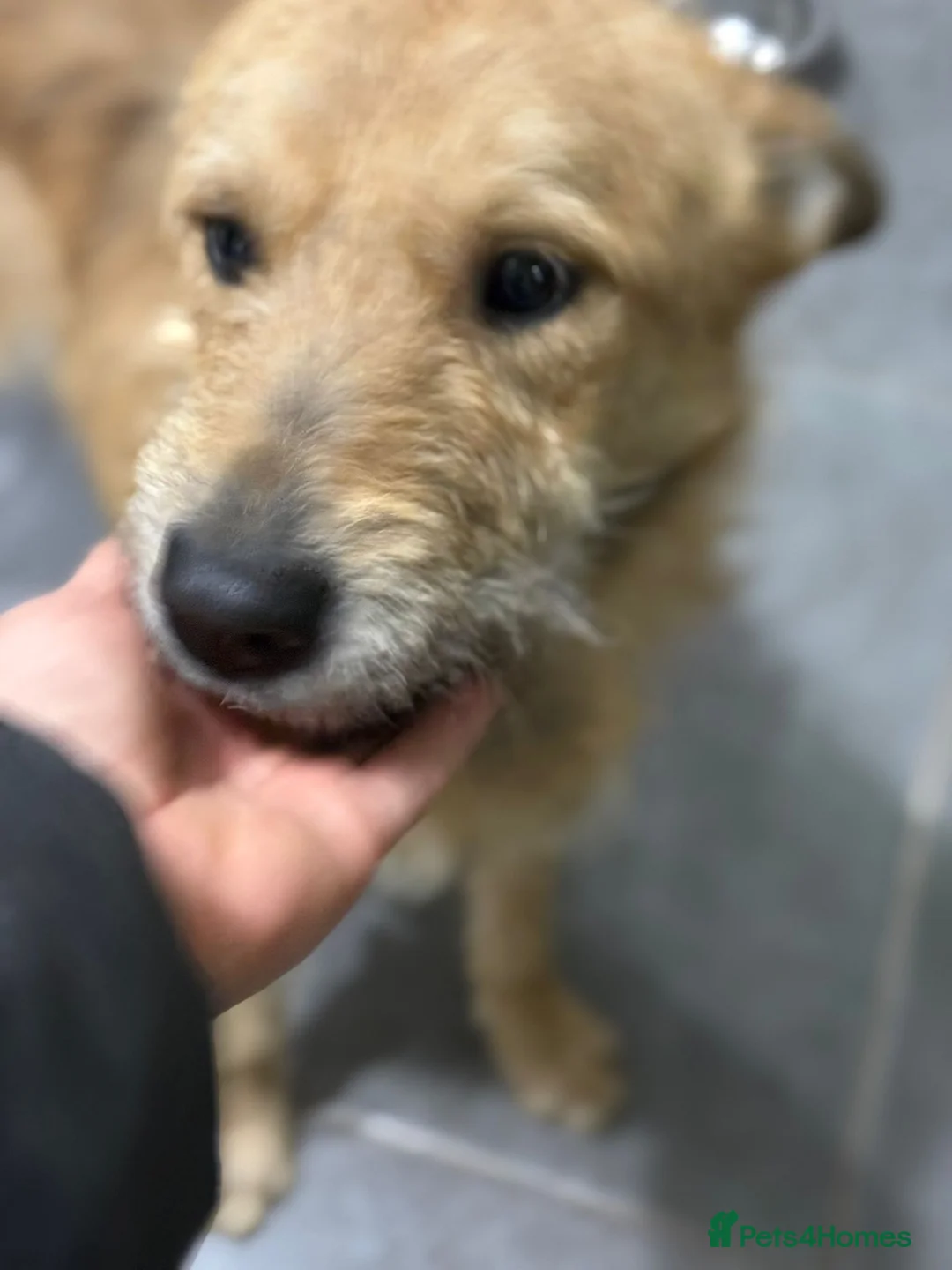 Mixed Breed dogs for adoption: Gorgeous Ernie looking for his home - Advert 2