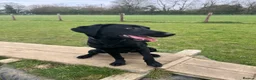 Labrador Retriever dogs for sale: Lab puppy for sale  - Advert 9
