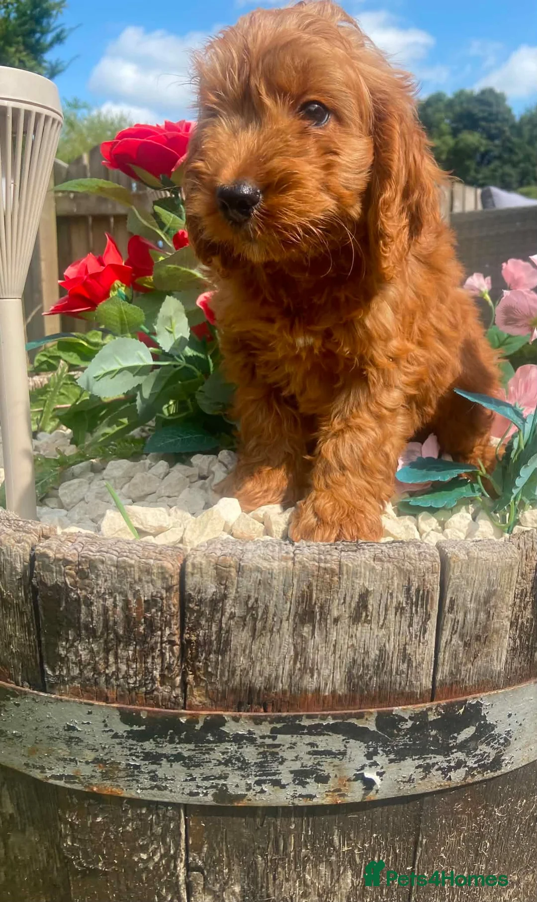 Cockapoo dogs for sale: F1 Cockapoo - Advert 2