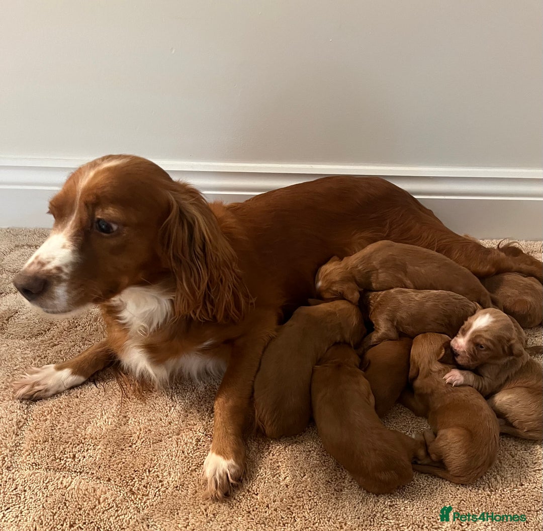 Cockapoo dogs for sale: Cockpoo puppies - Advert 11