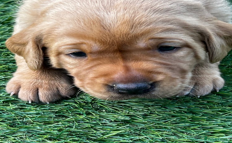 Labrador Retriever dogs - Advert 15