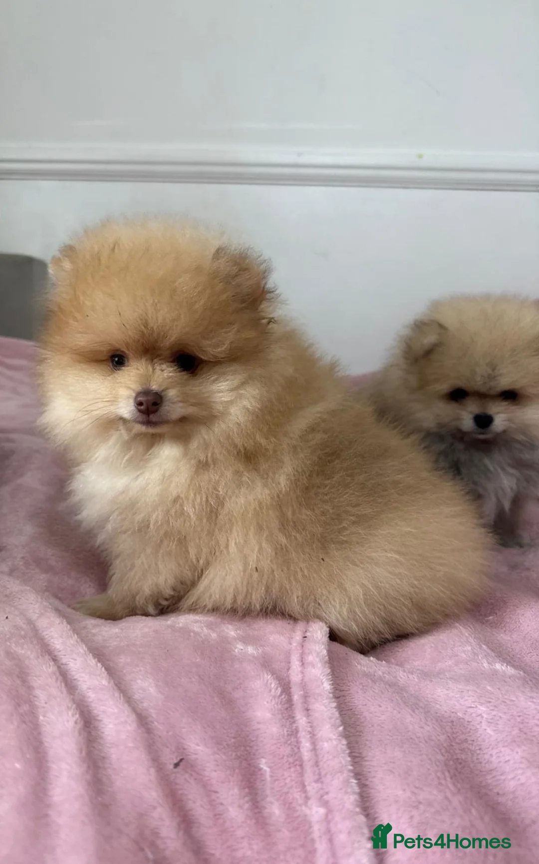 Pomeranian dogs for sale: Ready to go Excellent Pomeranian - Advert 34