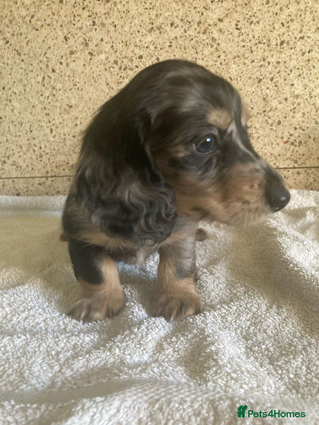 Miniature Dachshund dogs for sale: ADORABLE LONG-HAIRED MINIATURE DACHSHUND PUPPIES - Image 4