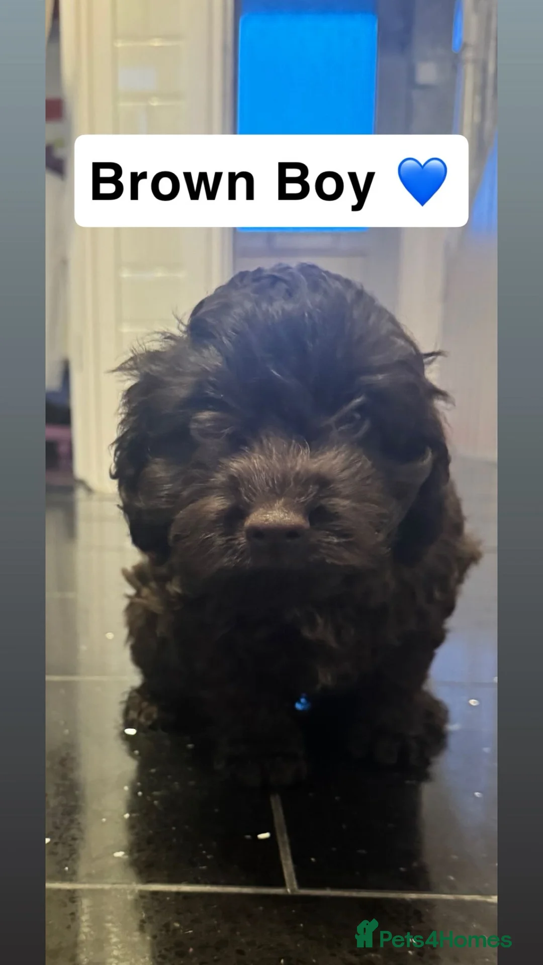 Cockapoo dogs for sale: Stunning cockapoo puppies  in Ashford - Advert 4