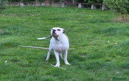American Bulldog dogs for sale: Rescue Ozzy  - Image 21