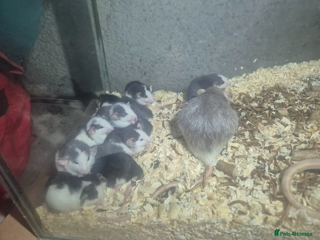 Rat rodents for sale: Rex and dumbo rats - Advert 1