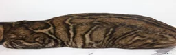Bengal cats for sale: Unique Line Snow & Brown Bengals - Advert 7