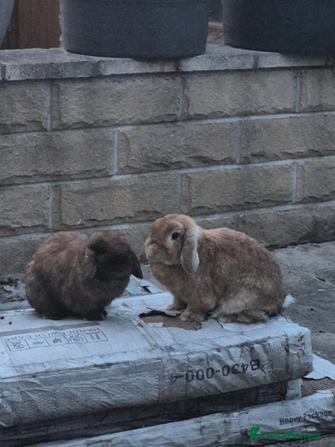 Mixed Breed rabbits for sale: 3 rabbits in Huddersfield - Advert 2