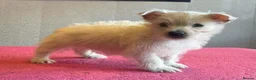 West Highland Terrier dogs for sale: West highland terrier  - Advert 14