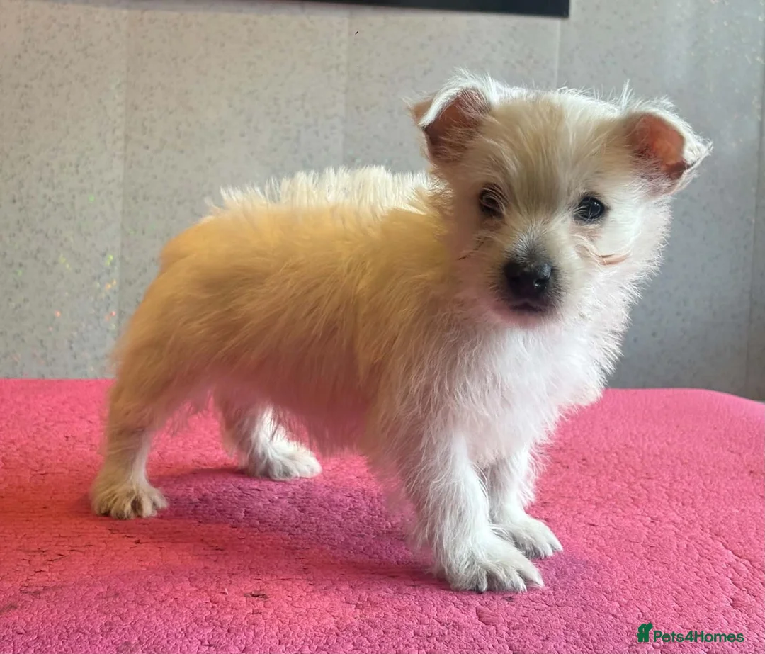 West Highland Terrier dogs for sale: West highland terrier  - Advert 14