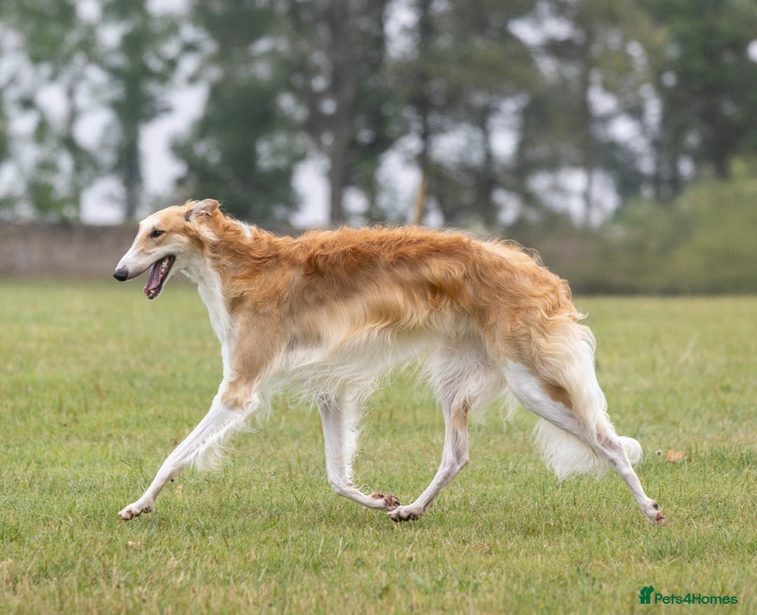 Borzoi dogs for sale: Borzoi Puppies Born 29th September - Image 3