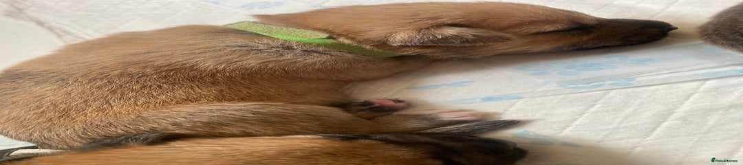 Mixed Breed Puppy 4
