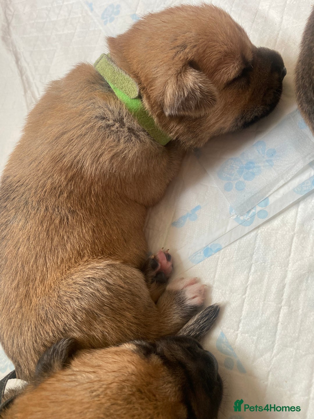 Mixed Breed dogs for sale: Bullmastiff Shepherd Hybrid  - Image 5