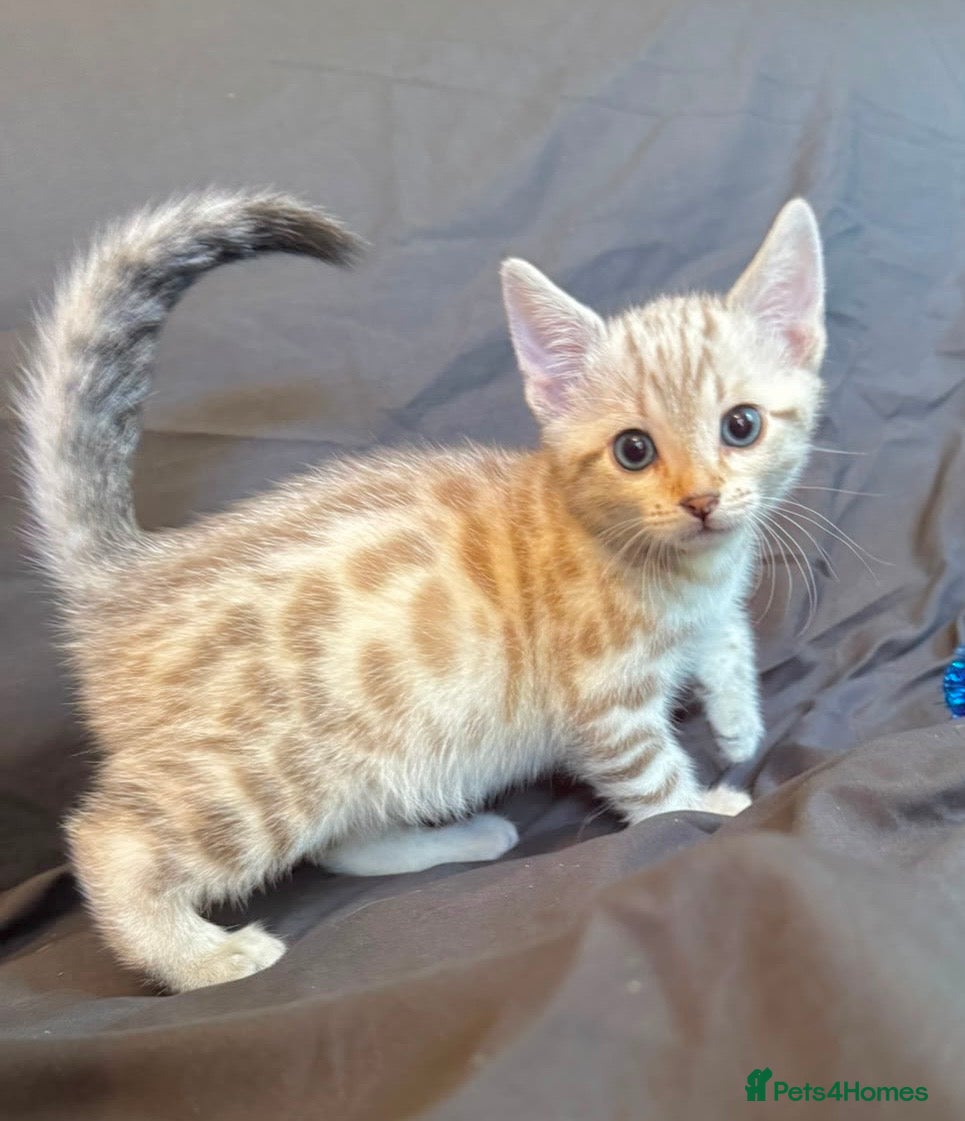 Bengal cats Stunning Snow Bengal Kittens - Advert 1