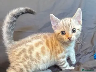 Bengal cats Stunning Snow Bengal Kittens - Advert 1