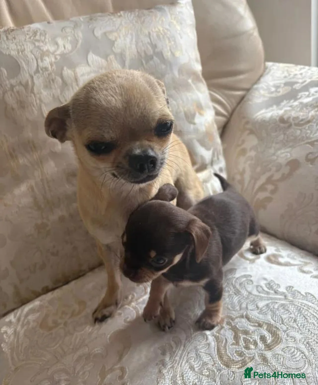 Chihuahua dogs for sale: Chihuahua puppies forsale only Girl puppy left in Belfast - Advert 5