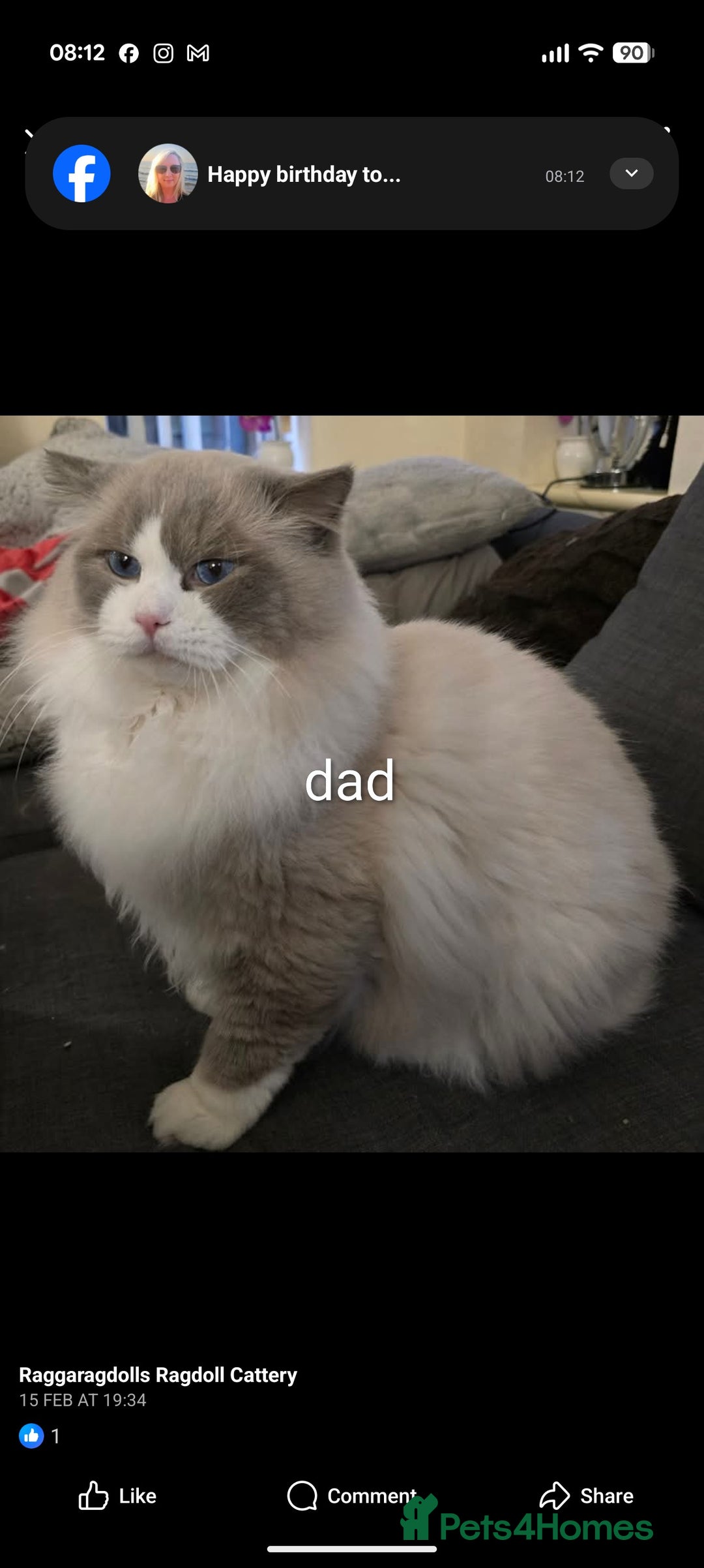 Ragdoll cats for sale: Ragdoll  - Advert 8