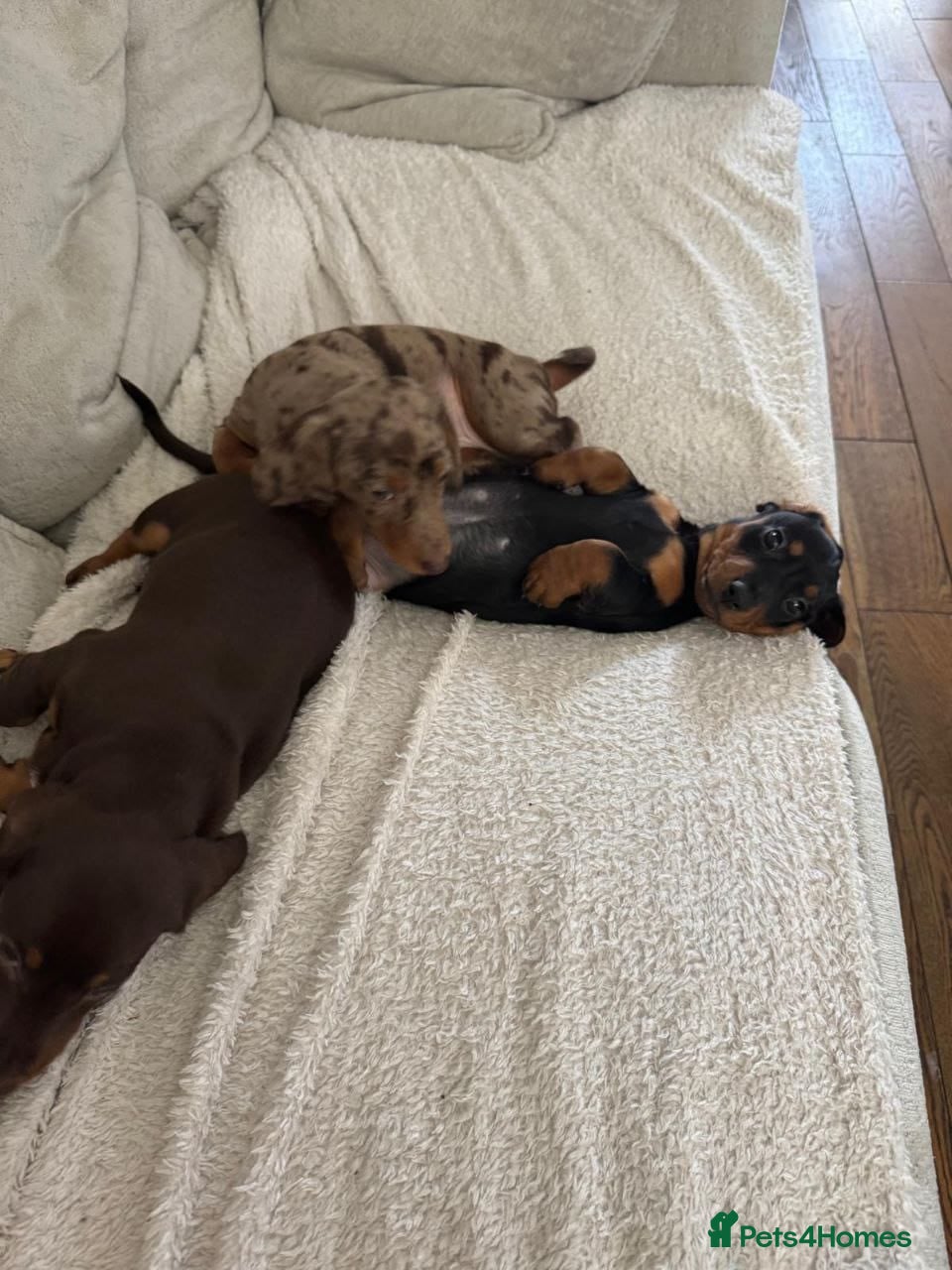 Miniature Dachshund dogs Lovely miniature dachshund puppies - Advert 1