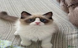 Ragdoll cats for sale: 💗 Tica Reg Ragdoll Kittens  - Image 8