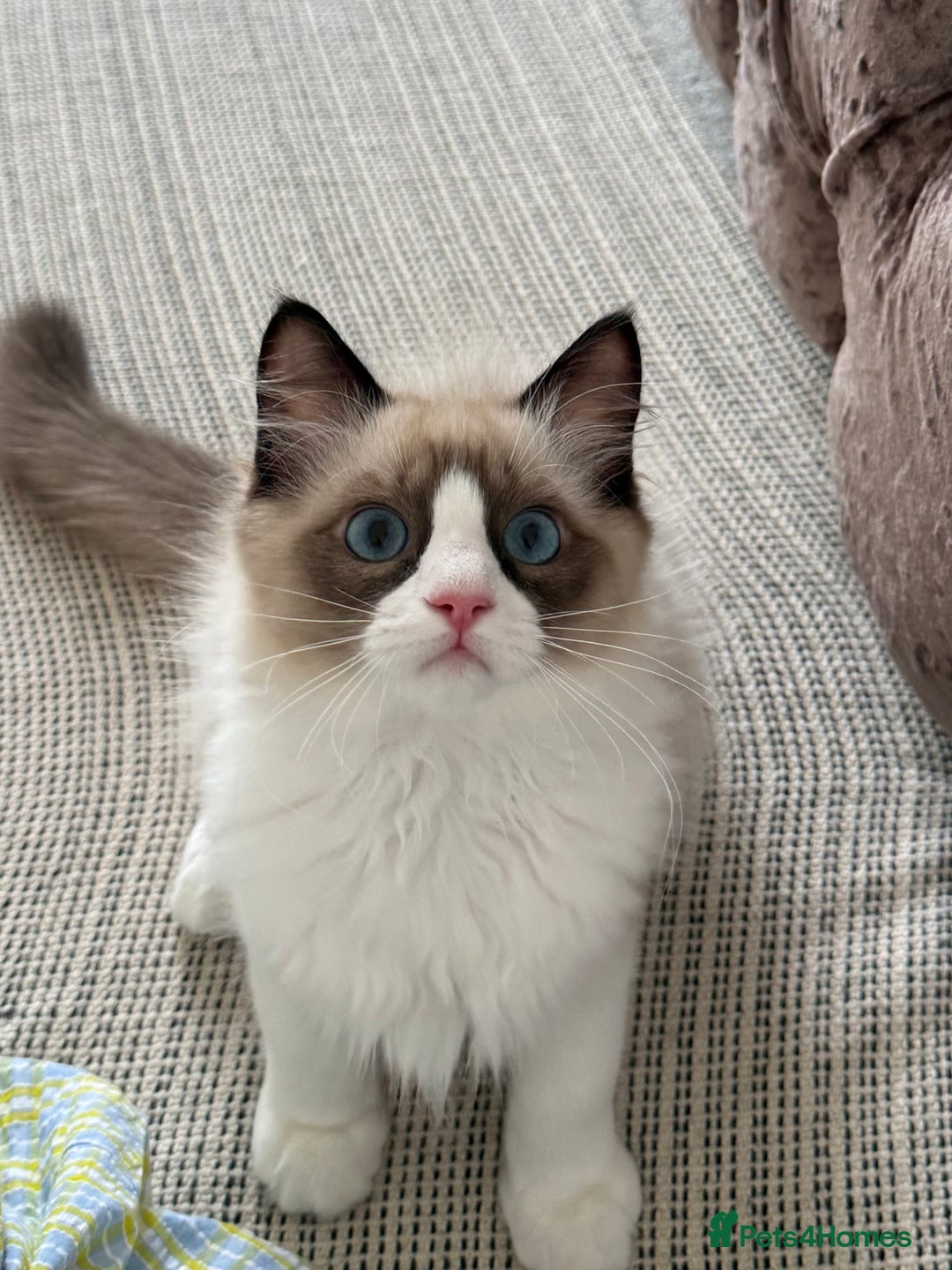 Ragdoll cats for sale: 💗 Tica Reg Ragdoll Kittens  - Image 8