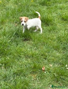 Parson Russell dogs pedigree parson Russell terrier puppy - Advert 2