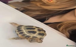 Tortoise reptiles for sale: Horsfield tortoise  - Image 3