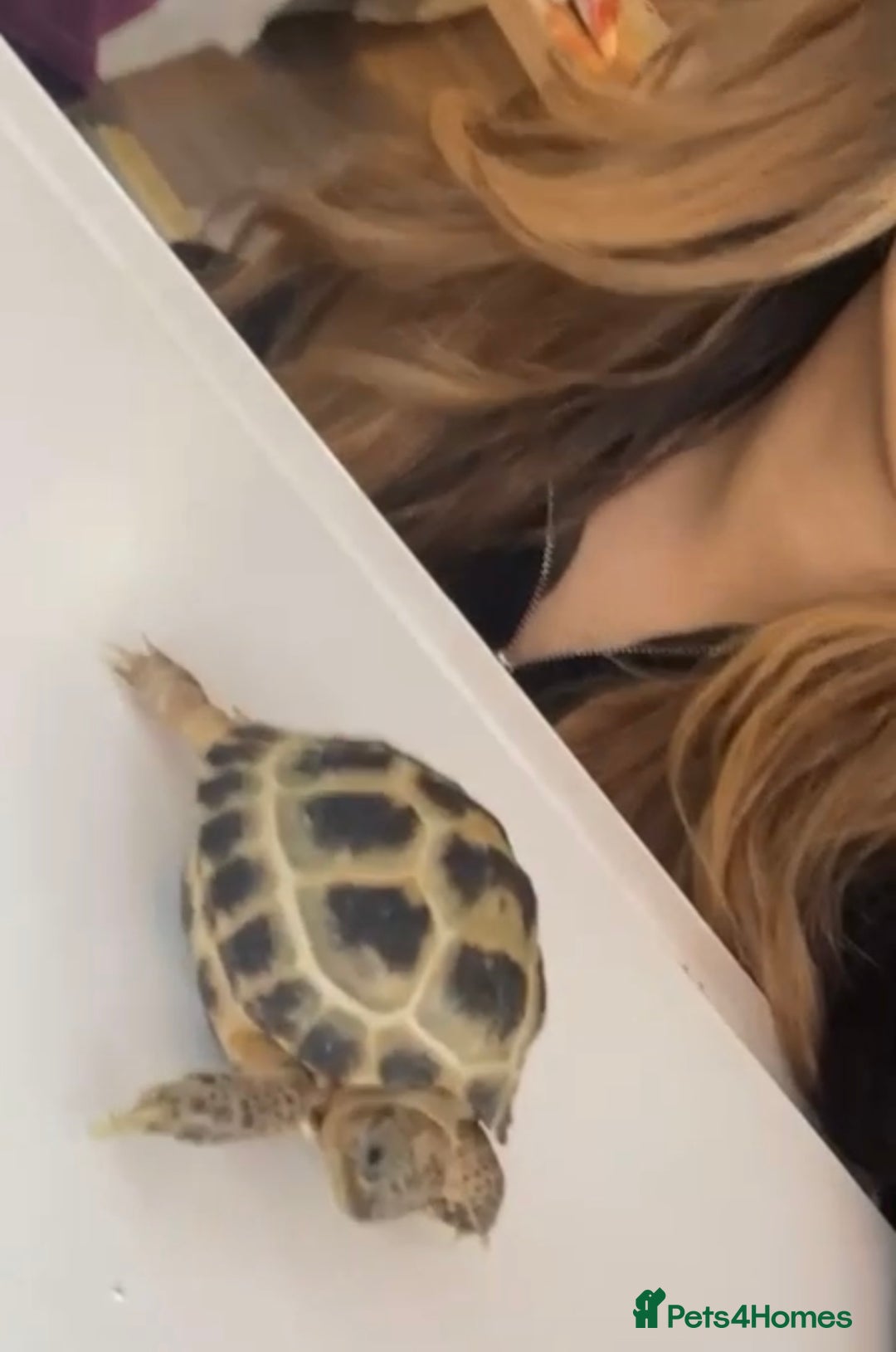 Tortoise reptiles for sale: Horsfield tortoise  - Image 3