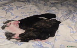 Mixed Breed cats for sale: Mixed breed kittens  - Image 5
