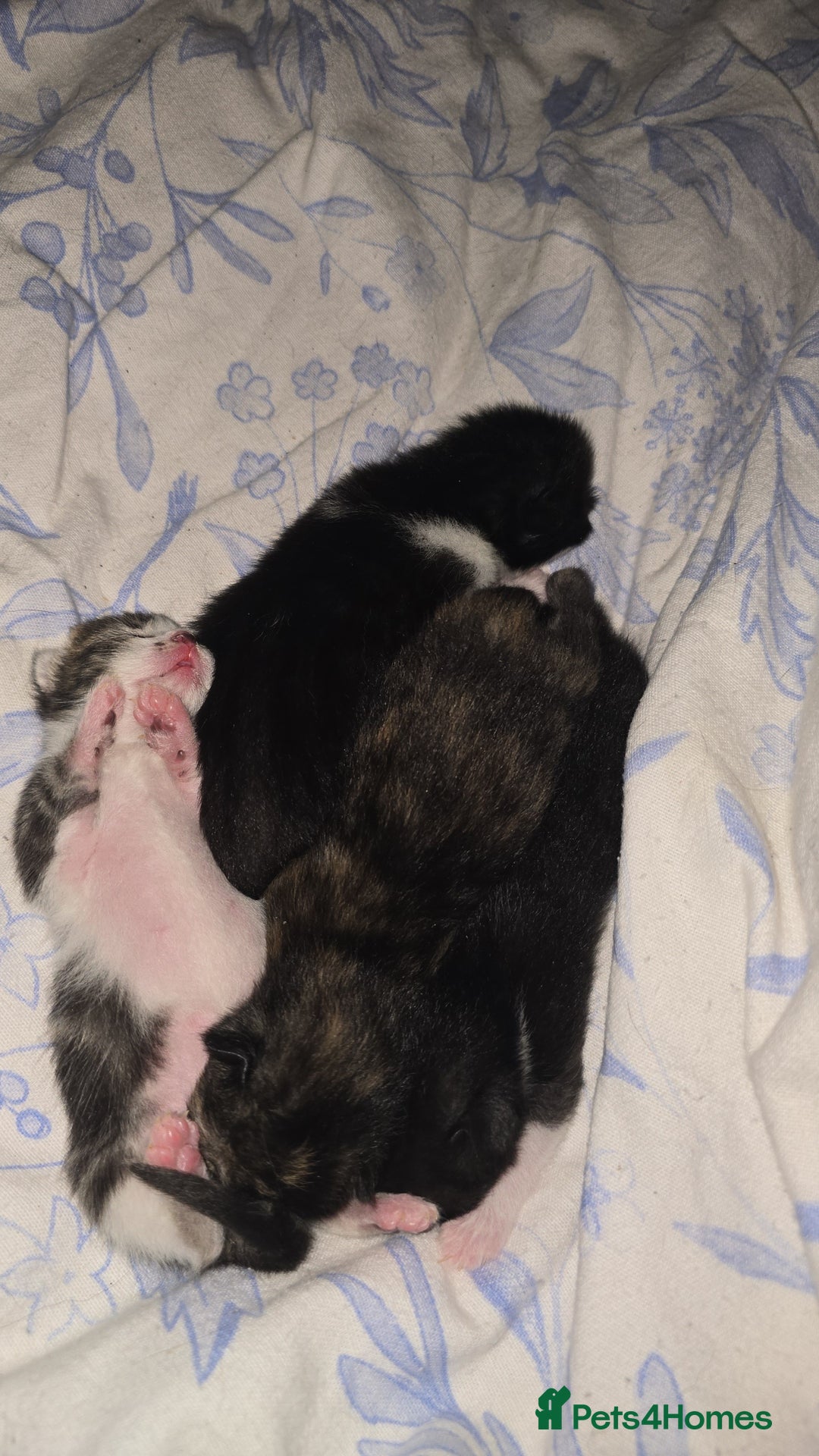Mixed Breed cats for sale: Mixed breed kittens  - Image 5