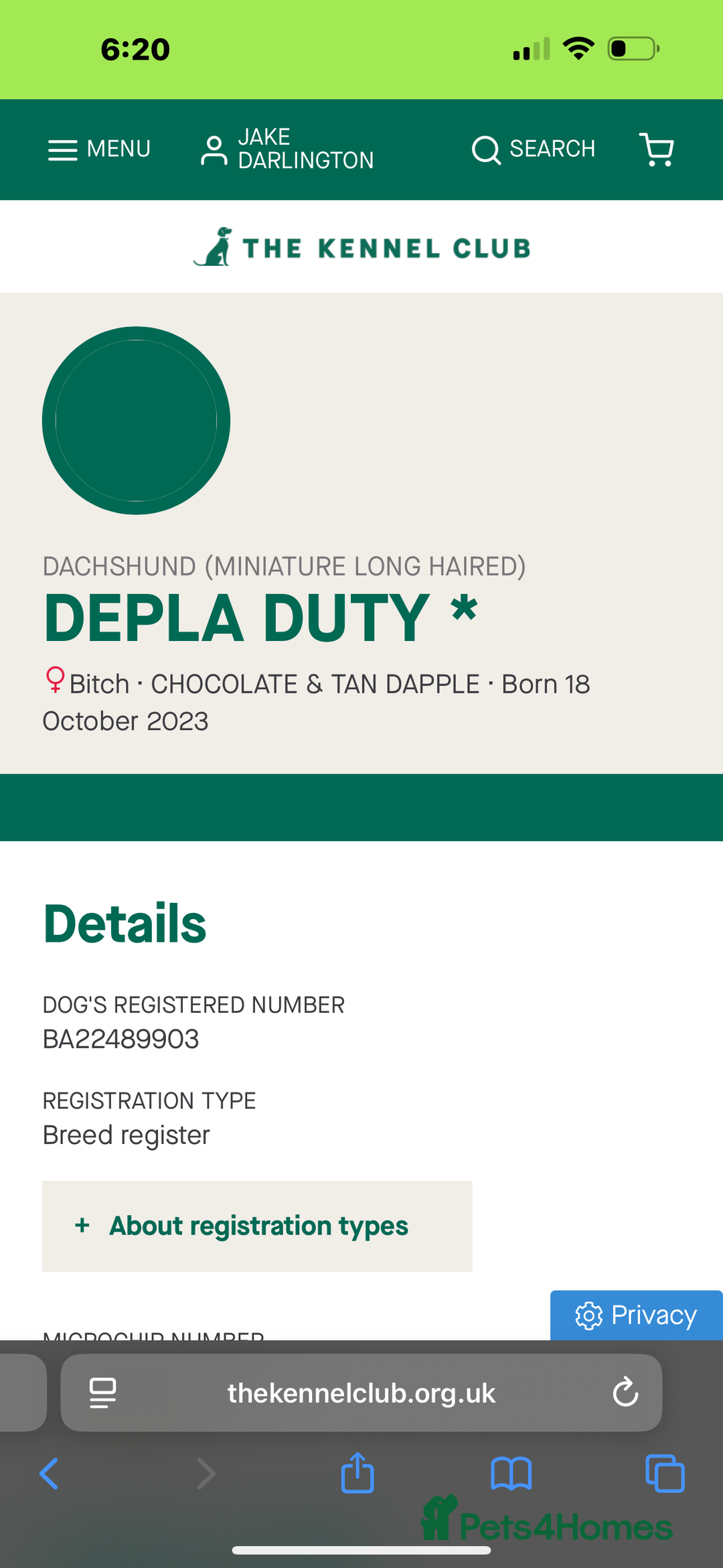 Miniature Dachshund dogs for sale: Miniature long hair dachshund 🤍 - Image 15