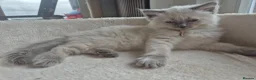 Ragdoll cats for sale: Beautiful ragdolls gccf and tica registered - Advert 23