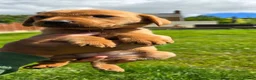 Labrador Retriever dogs for sale: KC Reg Working Fox Red Labrador  - Advert 2