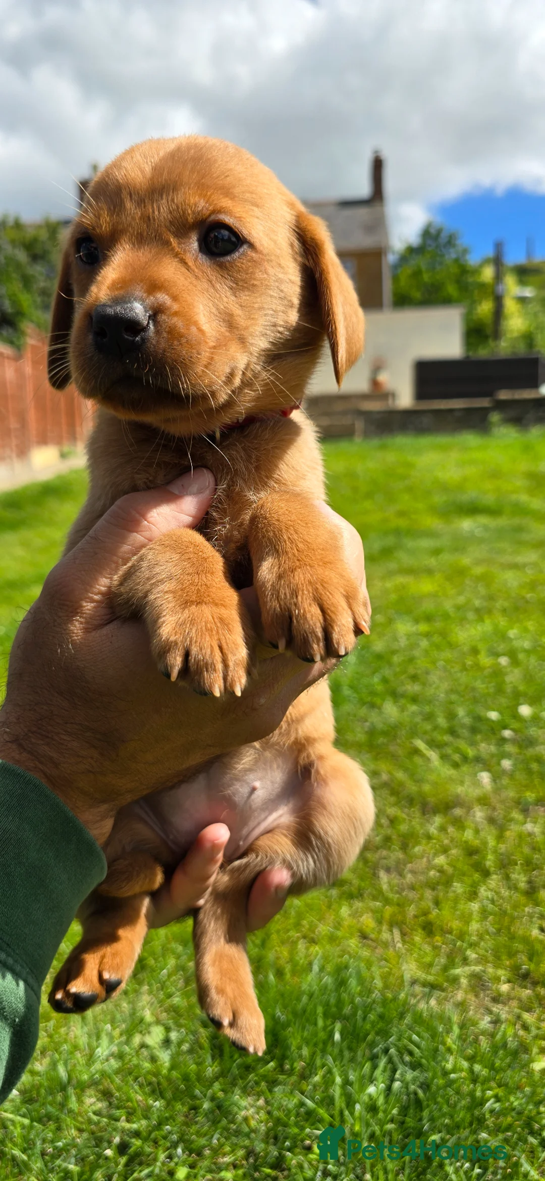 Labrador Retriever dogs for sale: KC Reg Working Fox Red Labrador  - Advert 2