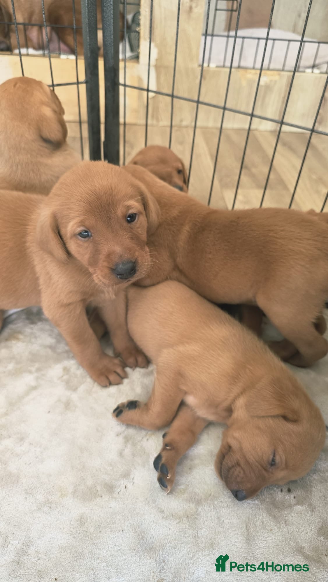Labrador Retriever dogs Beautiful fox red Labrador litter of 11  - Advert 12