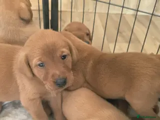 Labrador Retriever dogs Beautiful fox red Labrador litter of 11 - Advert 1