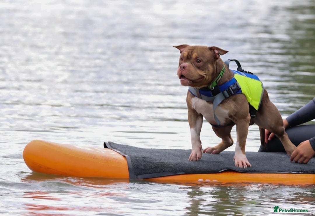 American Bully dogs for stud: STUD ABKC American Pocket Bully  - Advert 3