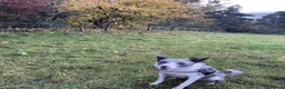 Welsh Collie dogs for sale: Gorgeous Blue Merle Girl Looking For Forever Home  in Swansea - Advert 4