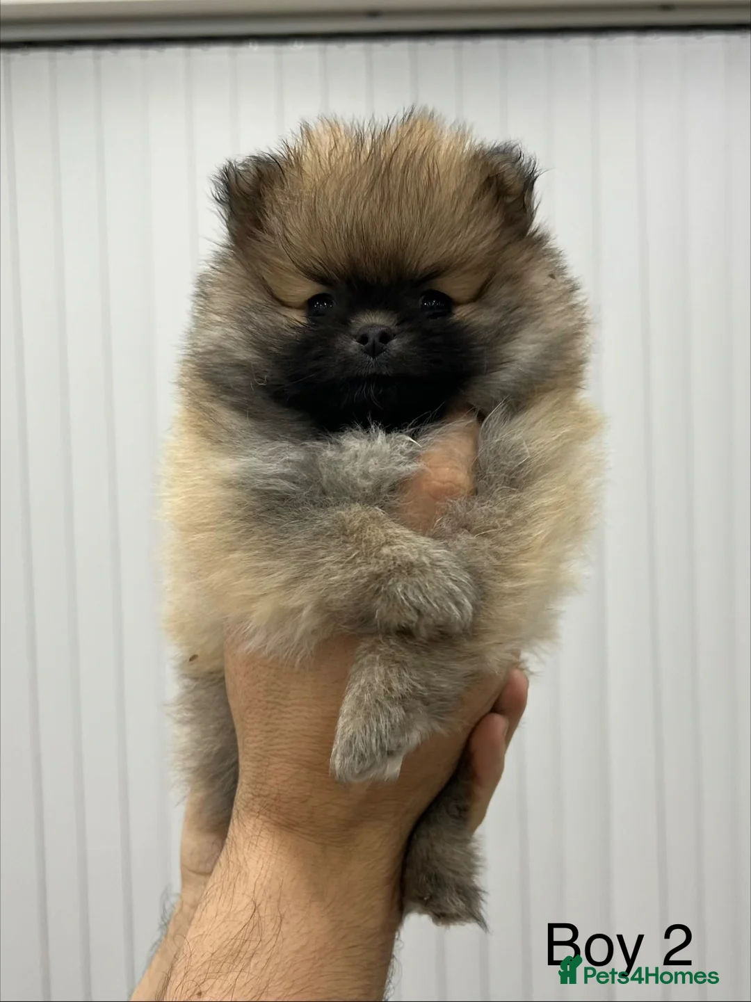 Pomeranian dogs for sale: Last male Pomeranian puppy - Advert 2