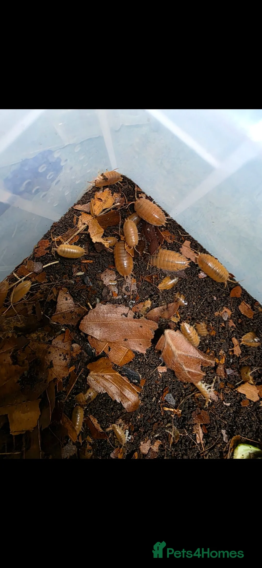 Isopods invertebrates for sale: GAINT ORANGE ISOPODS 🍊  - Advert 5